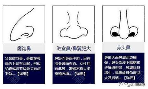 鼻子风水|准头、鼻子、鼻翼、鼻梁的面相三六风水网